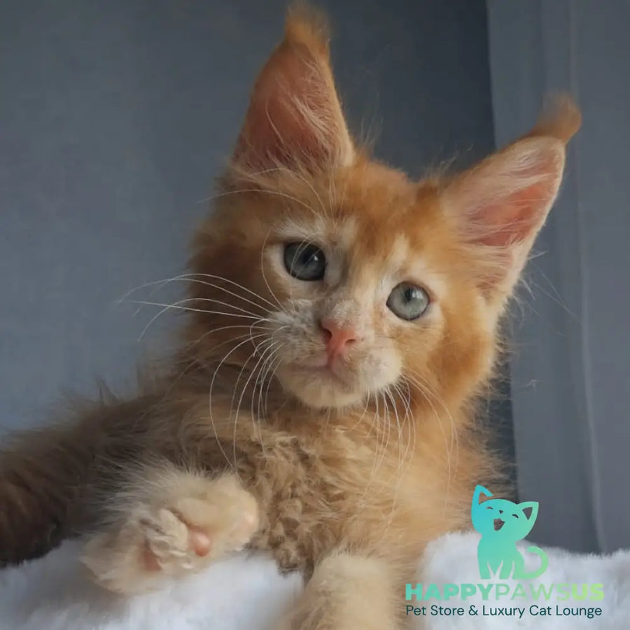 Princ Maine Coon male red - live animals