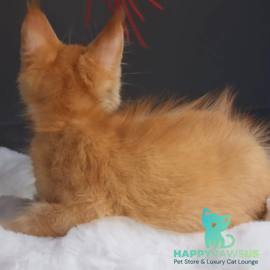 Princ Maine Coon male red - live animals
