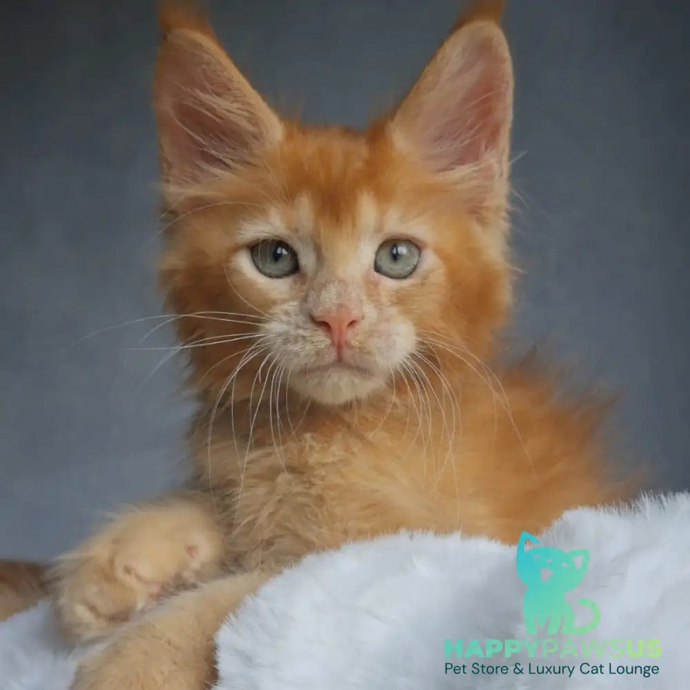 Princ Maine Coon male red - live animals