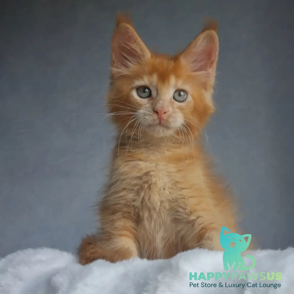 Princ Maine Coon male red - live animals