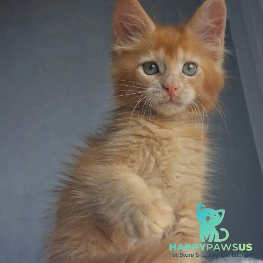 Princ Maine Coon male red - live animals