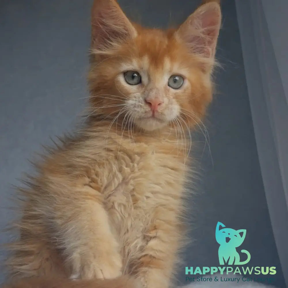 Princ Maine Coon male red - live animals