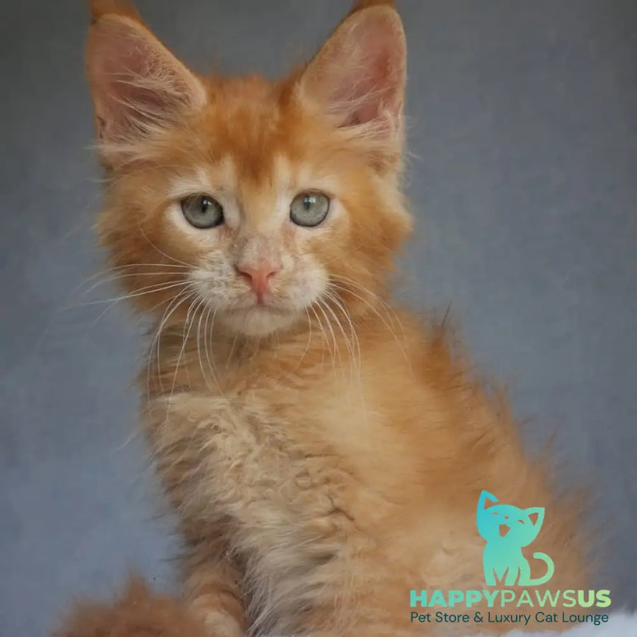 Princ Maine Coon male red - live animals