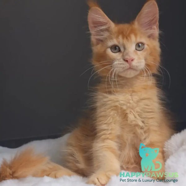 Princ Maine Coon male red - live animals