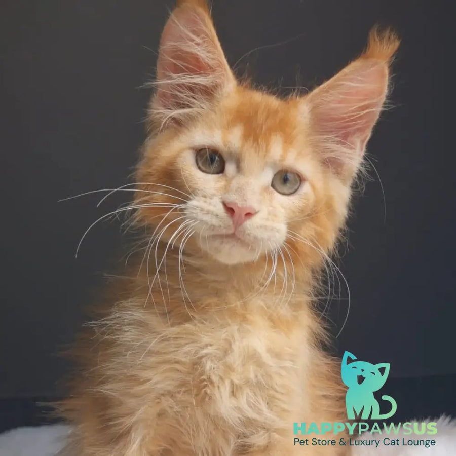 Princ Maine Coon male red - live animals