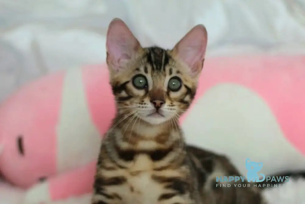 Prince Bengal male black spotted tabby live animals