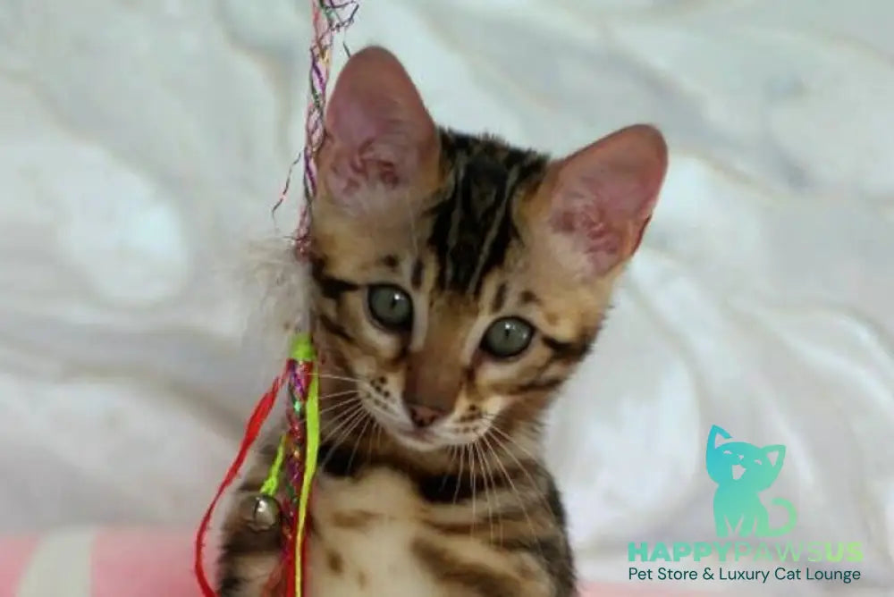 Prince Bengal male black spotted tabby live animals