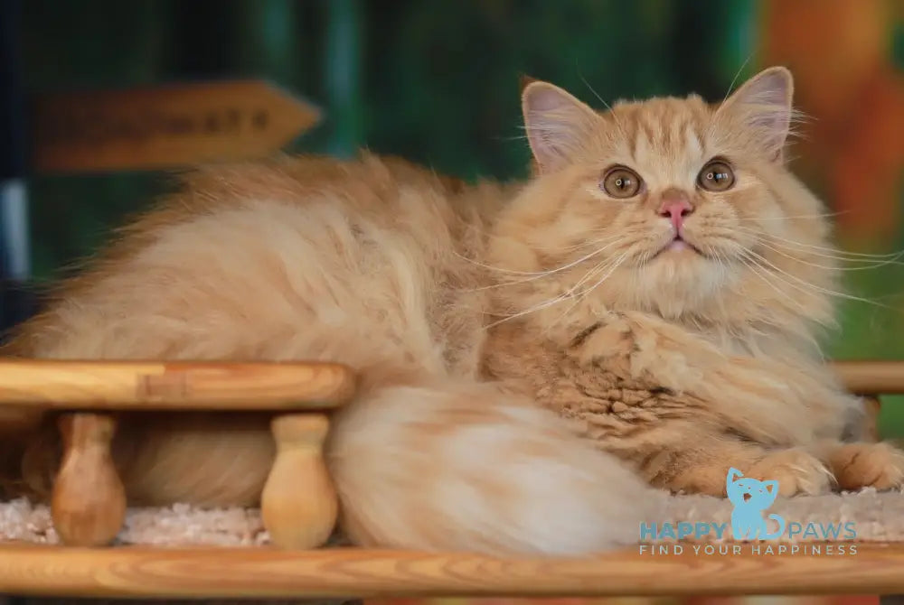 Prince British Longhair male red live animals