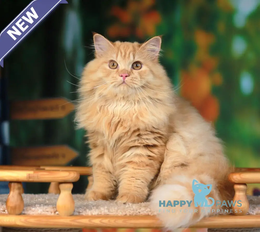 Prince British Longhair male red live animals