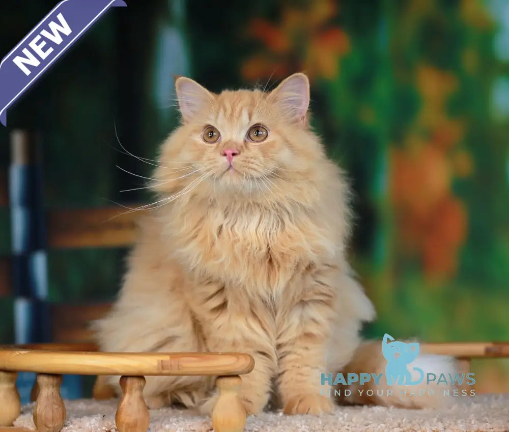 Prince British Longhair male red live animals