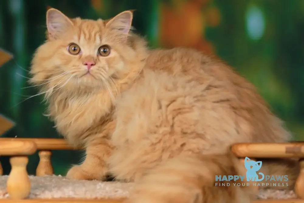 Prince British Longhair male red live animals