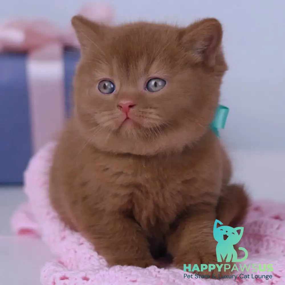 Prince British Shorthair male cinnamon - live animals
