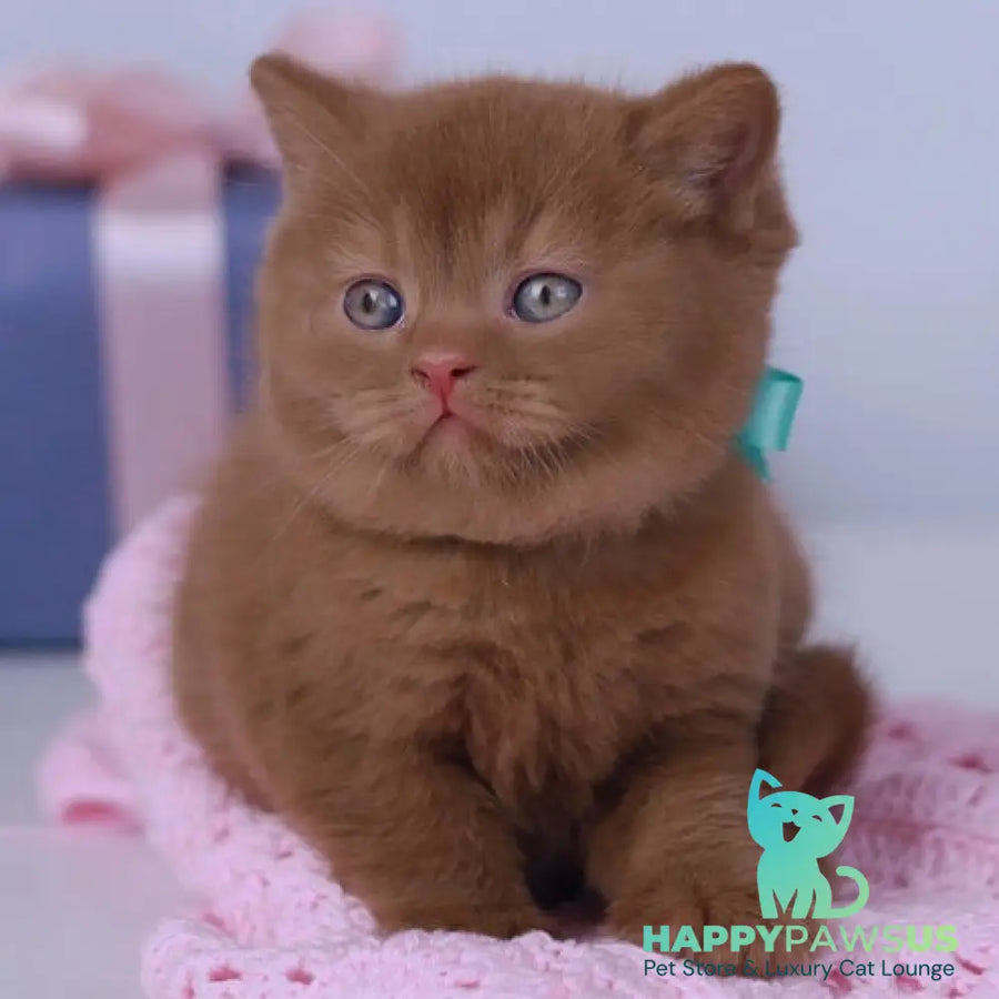 Prince British Shorthair male cinnamon - live animals