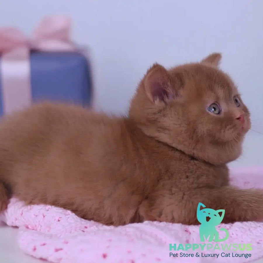 Prince British Shorthair male cinnamon - live animals