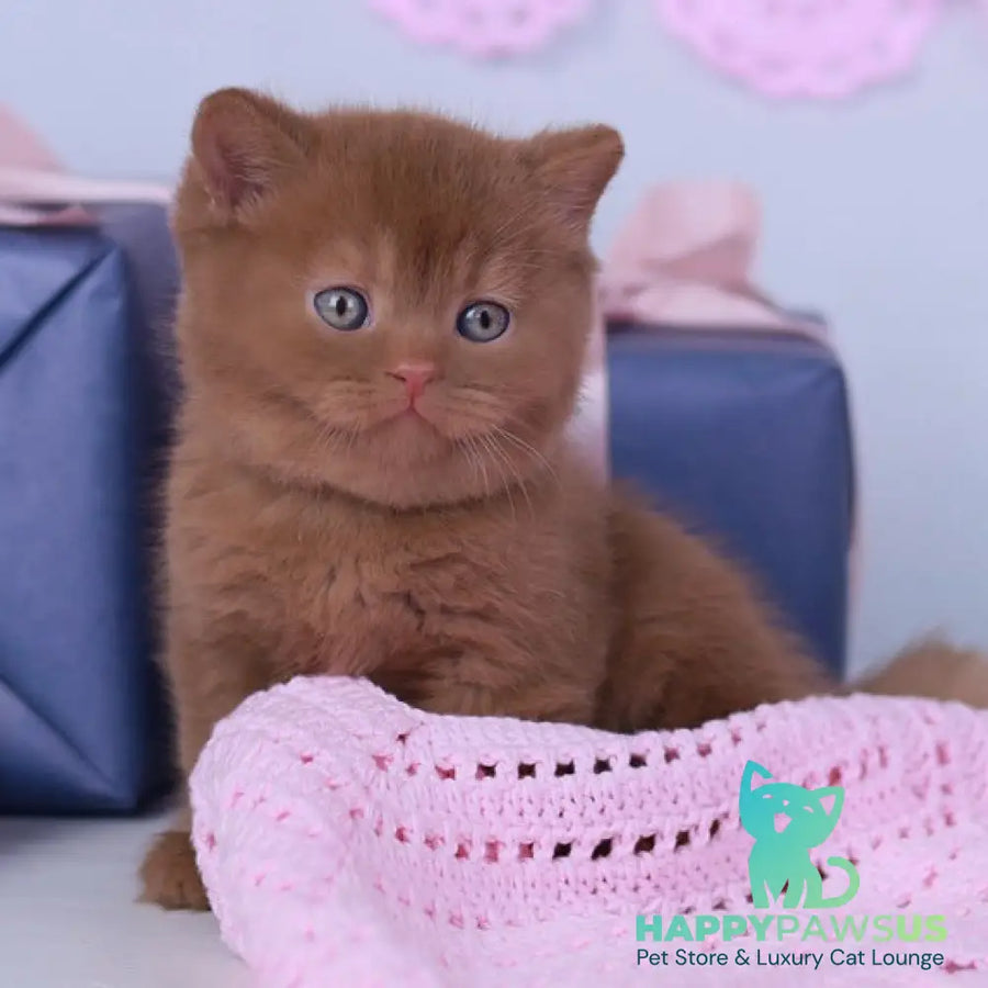 Prince British Shorthair male cinnamon - live animals
