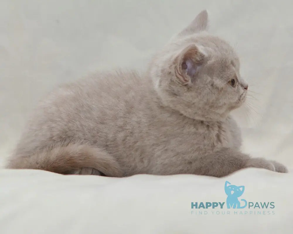 Prince British Shorthair male fawn live animals