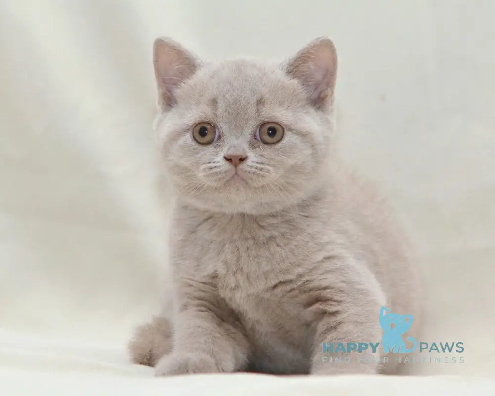 Prince British Shorthair male fawn live animals