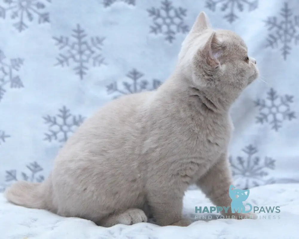 Prince British Shorthair male fawn live animals