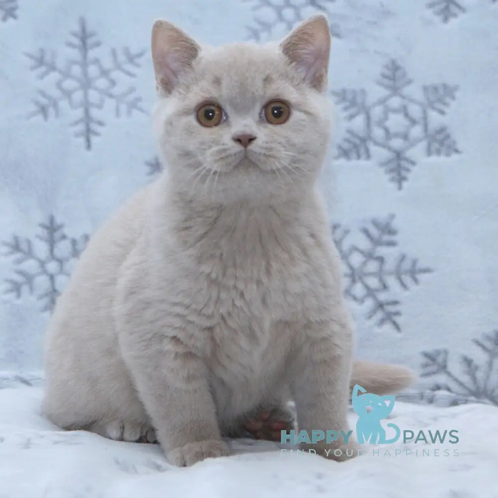Prince British Shorthair male fawn live animals