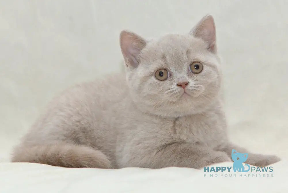 Prince British Shorthair male fawn live animals