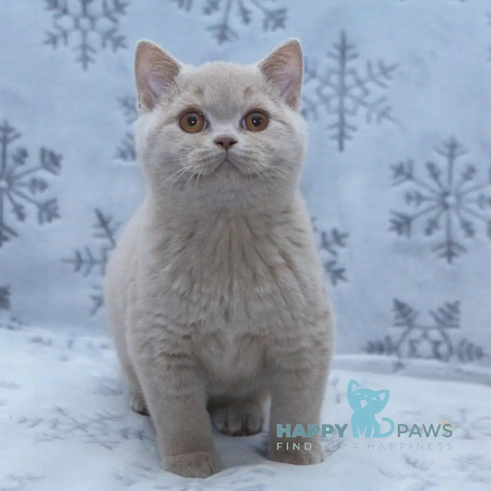 Prince British Shorthair male fawn live animals