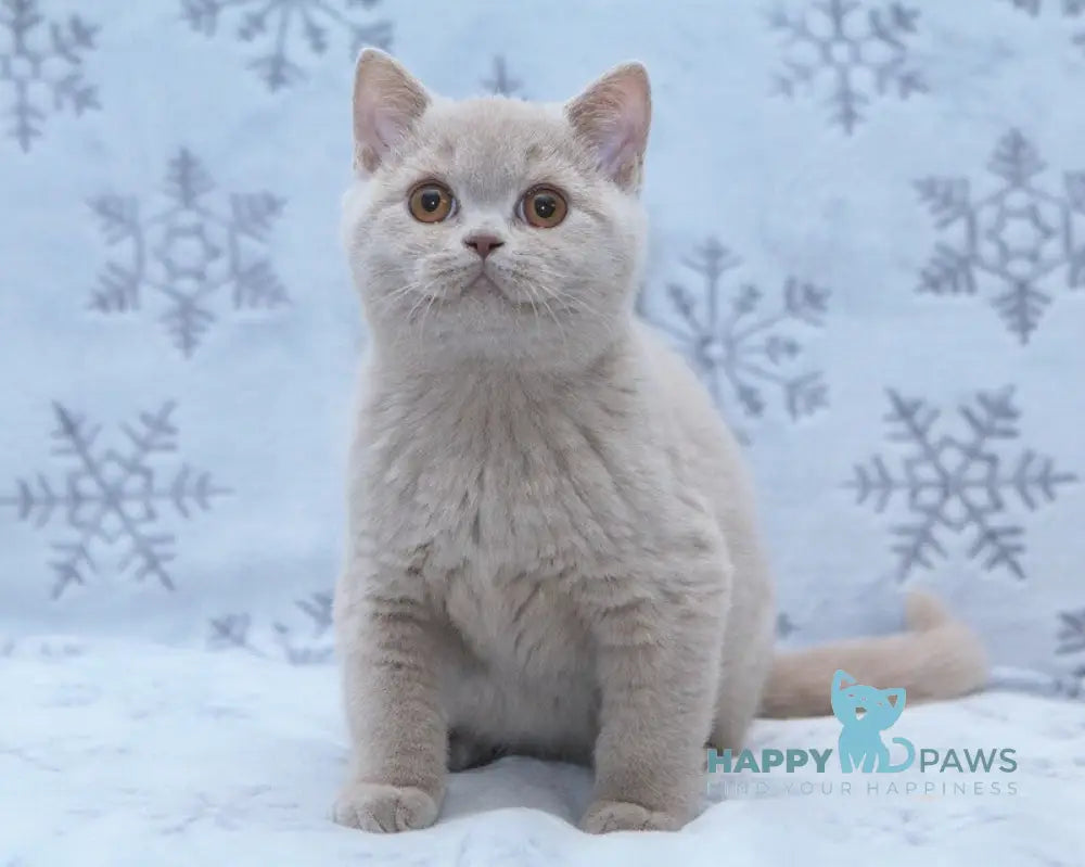 Prince British Shorthair male fawn live animals