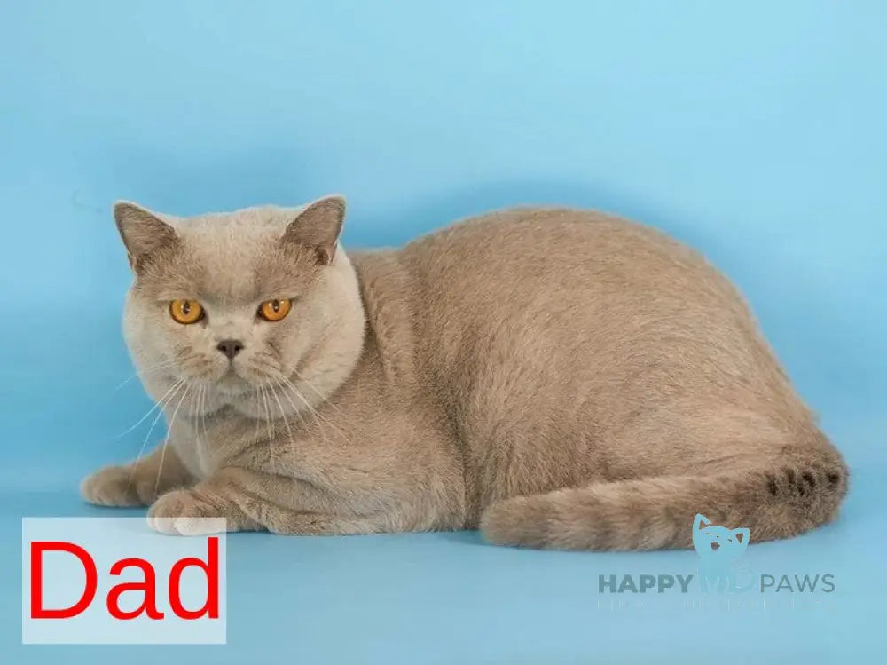 Prince British Shorthair male fawn live animals