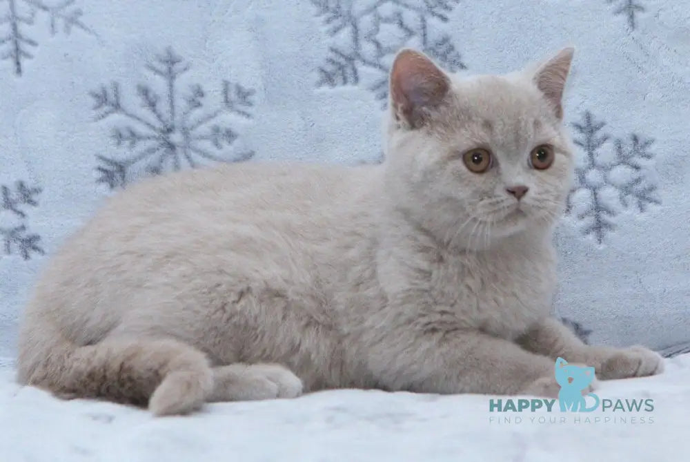Prince British Shorthair male fawn live animals
