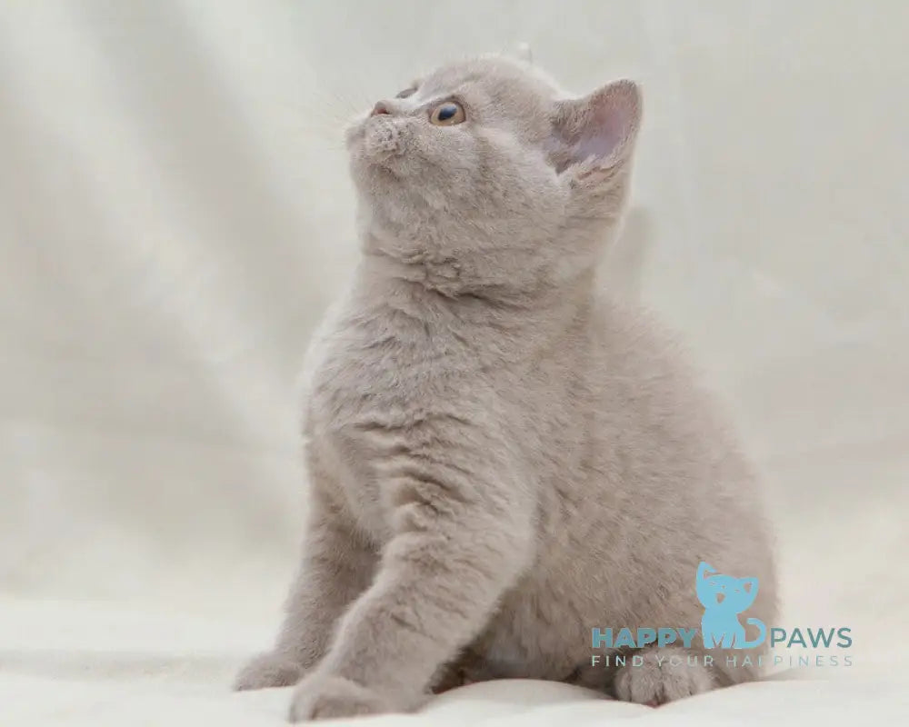 Prince British Shorthair male fawn live animals