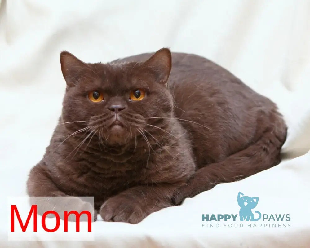 Prince British Shorthair male fawn live animals