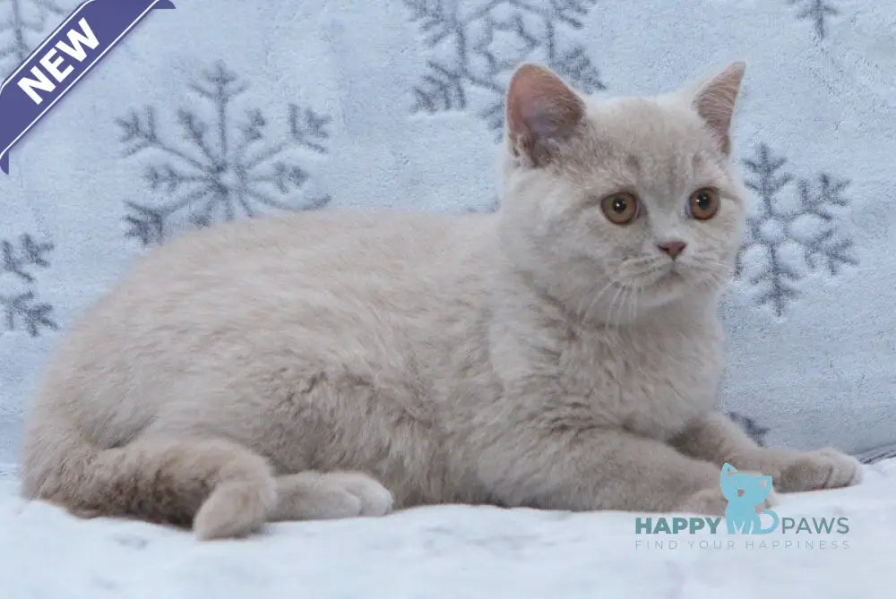 Prince British Shorthair male fawn live animals