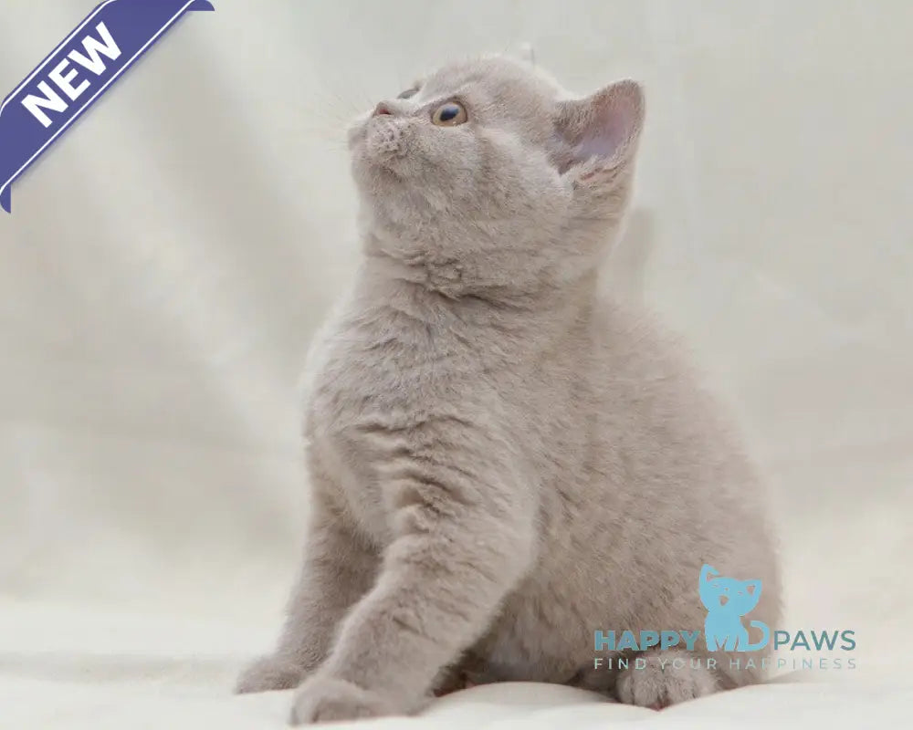 Prince British Shorthair male fawn live animals