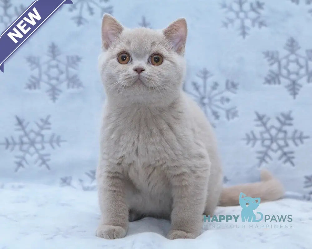 Prince British Shorthair male fawn live animals
