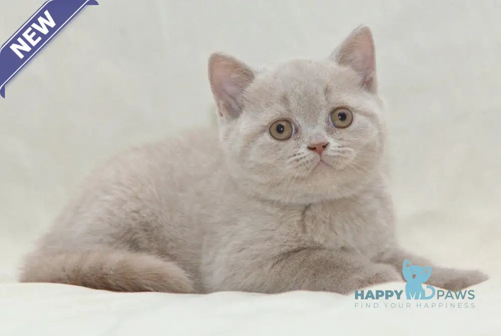 Prince British Shorthair male fawn live animals