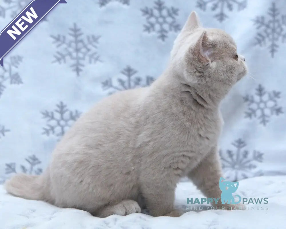 Prince British Shorthair male fawn live animals