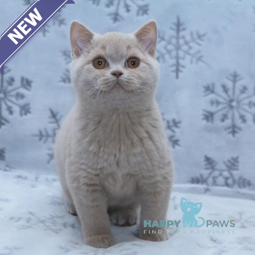Prince British Shorthair male fawn live animals