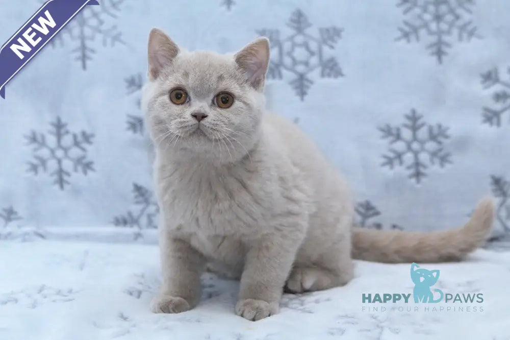 Prince British Shorthair male fawn live animals
