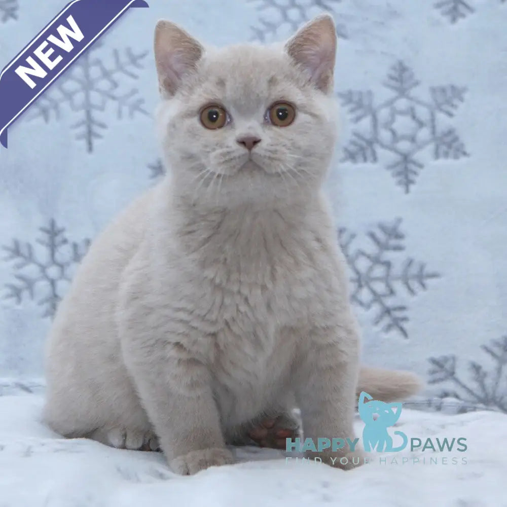 Prince British Shorthair male fawn live animals