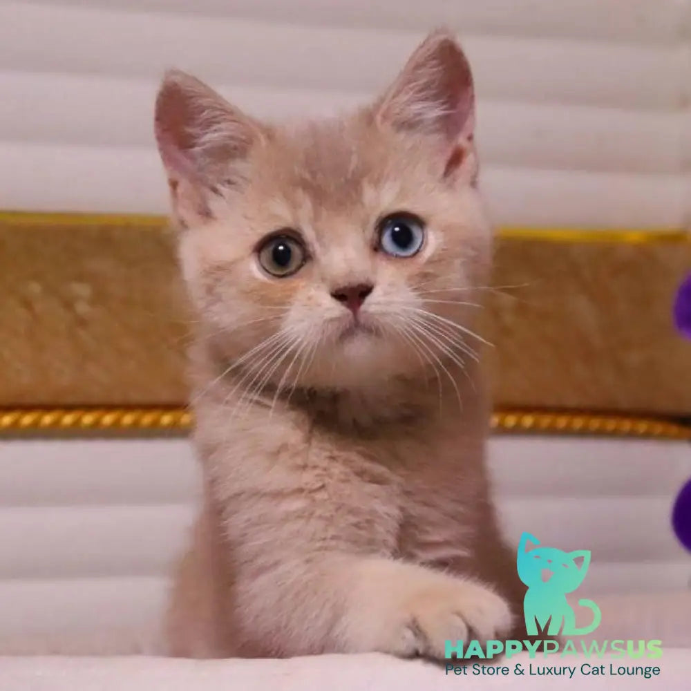Prince British Shorthair male lilac golden shaded - live animals