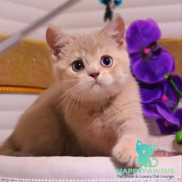Prince British Shorthair male lilac golden shaded - live animals