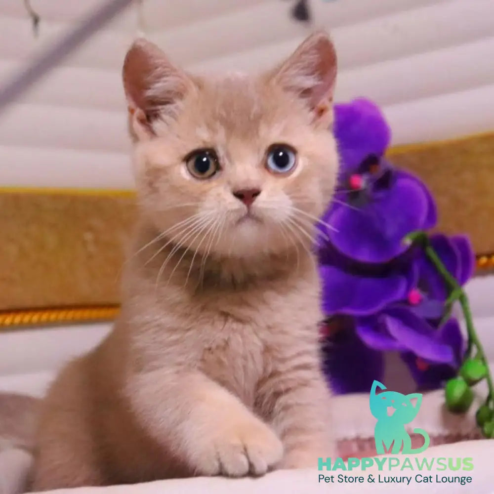 Prince British Shorthair male lilac golden shaded - live animals