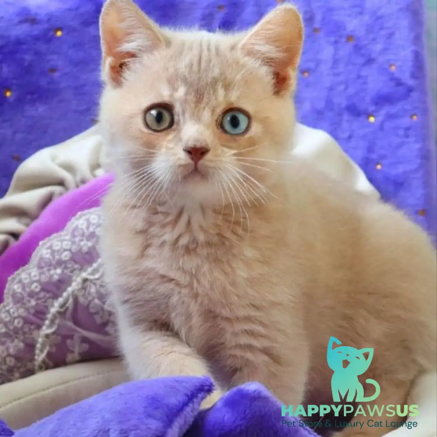 Prince British Shorthair male lilac golden shaded - live animals