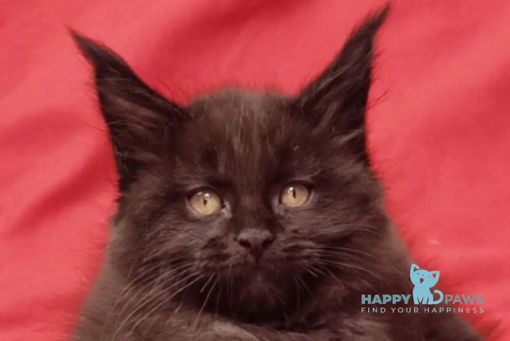 Prince Maine Coon male black live animals