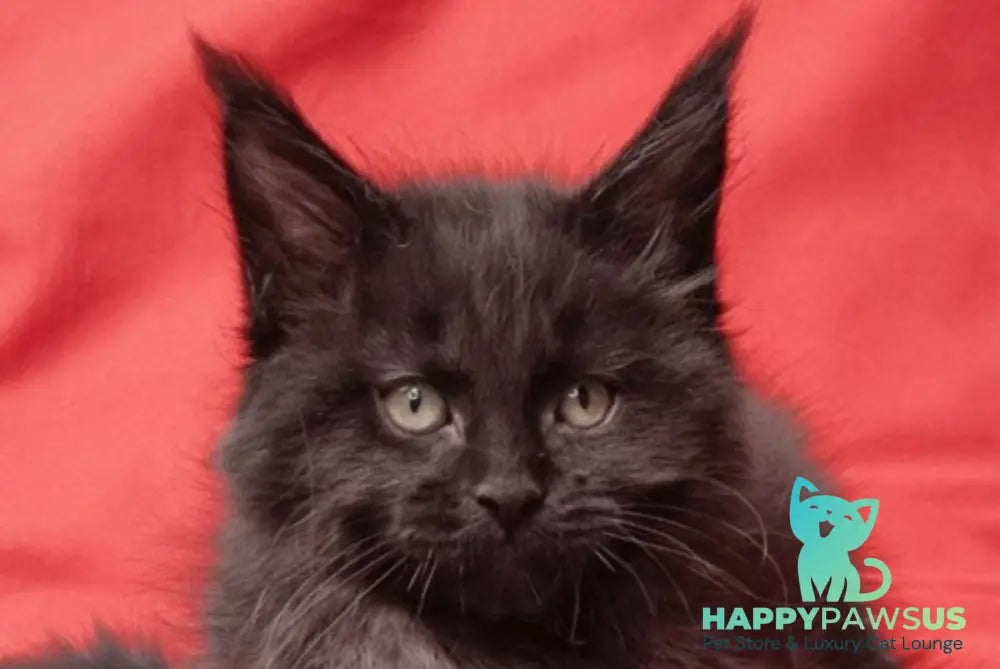 Prince Maine Coon male black live animals