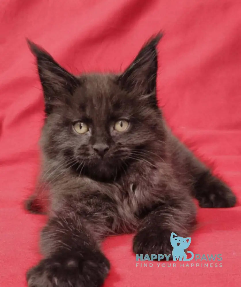 Prince Maine Coon male black live animals