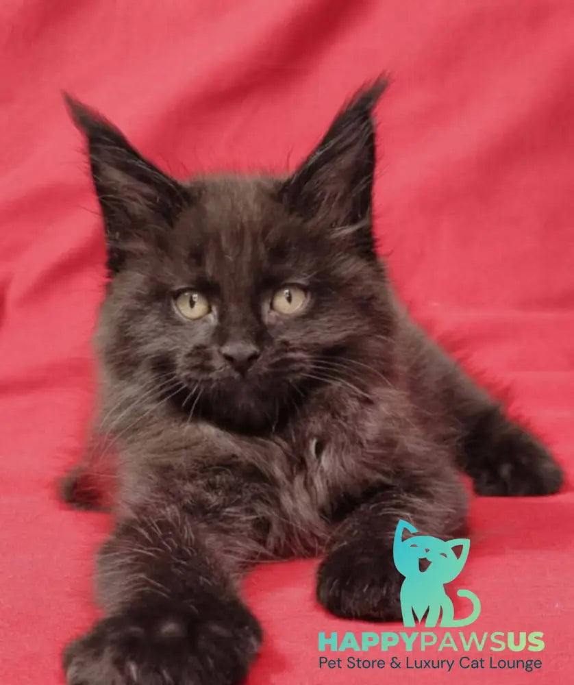 Prince Maine Coon male black live animals