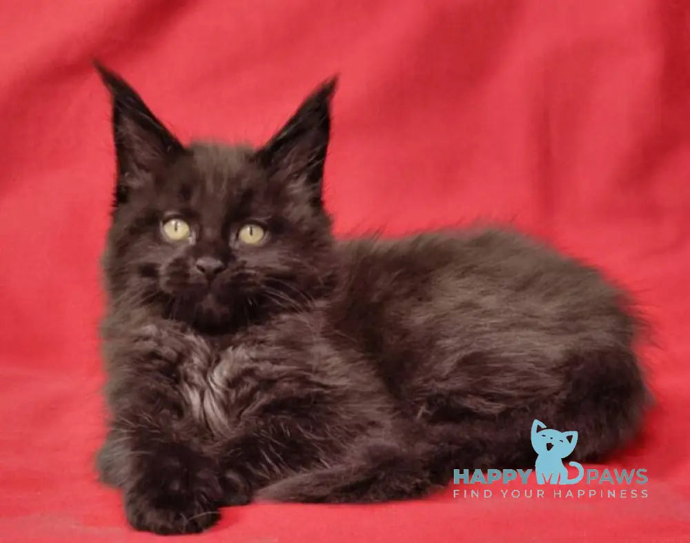 Prince Maine Coon male black live animals
