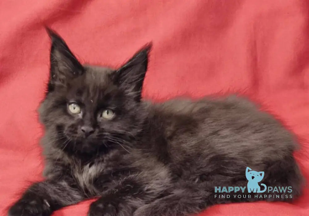 Prince Maine Coon male black live animals