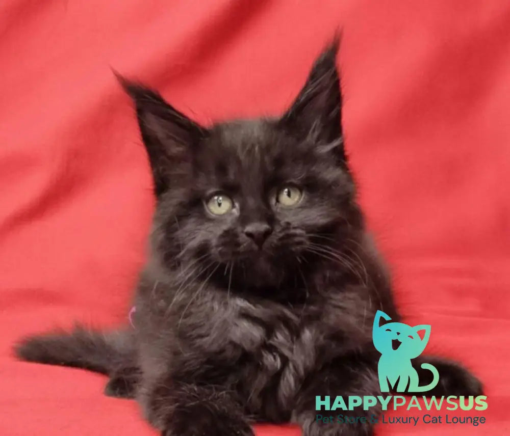 Prince Maine Coon male black live animals