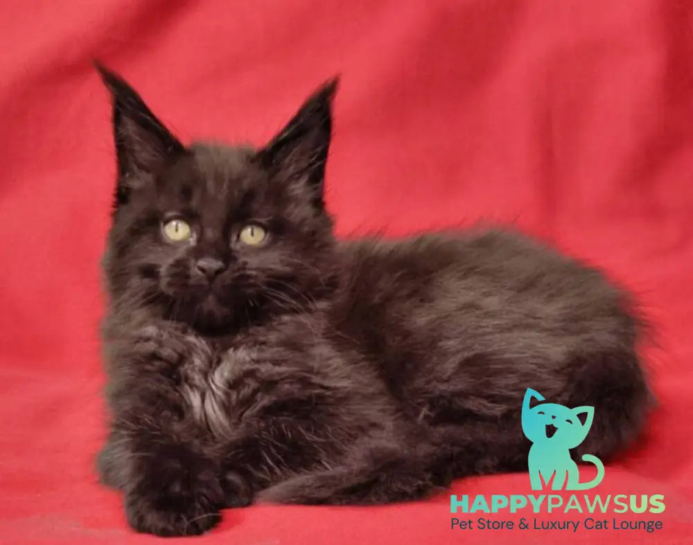 Prince Maine Coon male black live animals